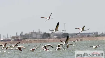 عشاق الرحلات… بورسعيد تتألق باللون الوردي وعودة الفلامنجو بسحره الخلاب (صور)