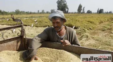 ما هي أسعار الطن؟.. أسعار الأرز الشعير والأبيض اليوم الجمعة 6 يونيو 2025 في أسواق الشرقية