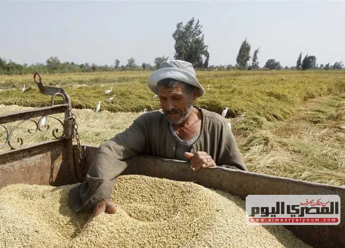 ما هي أسعار الطن؟.. أسعار الأرز الشعير والأبيض اليوم الجمعة 6 يونيو 2025 في أسواق الشرقية ما هي أسعار الطن؟.. أسعار الأرز الشعير والأبيض اليوم الجمعة 6 يونيو 2025 في أسواق الشرقية