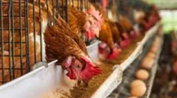 أسعار الدجاج الأبيض وصندوق البيض في أول أيام عيد الأضحى، الجمعة 6 يونيو 2025