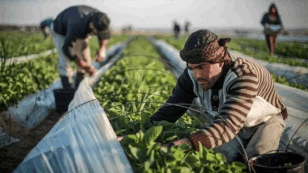 الوزارة تُنظم مهرجانات صيفية لمساندة الفلاحين الوزارة تُنظم مهرجانات صيفية لمساندة الفلاحين