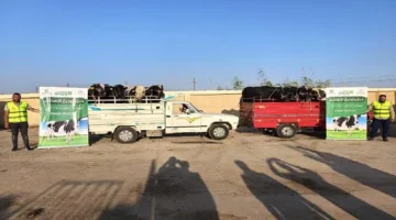 في إطار مبادرة “حياة كريمة”… الأورمان تبدأ ذبح الأضاحي في الفيوم في أول أيام عيد الأضحى