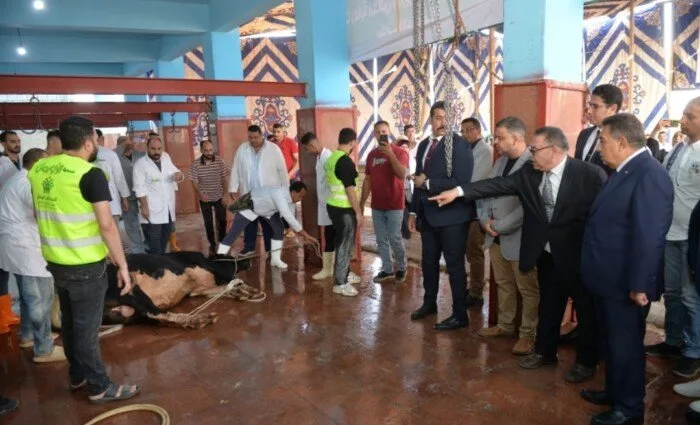 محافظ الدقهلية يتفقد عملية ذبح الأضاحي في مجزر طنامل ويؤكد على سلامة اللحوم وتوزيعها على المستفيدين. محافظ الدقهلية يتفقد عملية ذبح الأضاحي في مجزر طنامل ويؤكد على سلامة اللحوم وتوزيعها على المستفيدين.