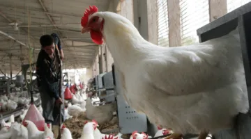 انخفاض 5 جنيهات.. ما هي أسعار الدواجن في بداية العيد؟