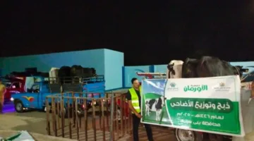 «الأورمان» تذبح 45 عجلًا في بني سويف وتجهز لتوزيع 50 طن من اللحوم على الأسر المحتاجة.