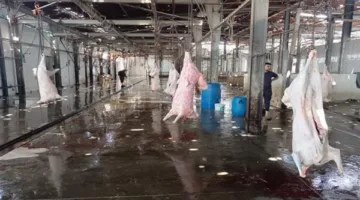 مراسل إكسترا نيوز في قنا: المرافق الحكومية مستعدة لاستقبال الأضاحي دون مقابل.