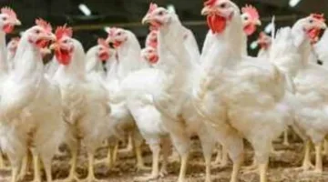 أسعار الدجاج الأبيض وكرتونة البيض اليوم الجمعة