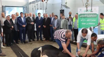 محافظ بني سويف يشارك في ذبح أضاحي الأورمان في مجزر اهناسيا لتوزيع اللحوم.