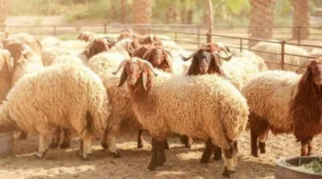 احذروا.. خطأ متداول عند أكل لحوم الأضحية قد يسبب تسممًا غذائيًا