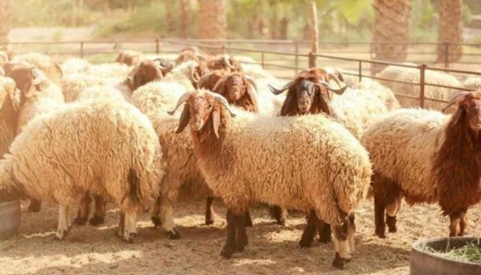 احذروا.. خطأ متداول عند أكل لحوم الأضحية قد يسبب تسممًا غذائيًا احذروا.. خطأ متداول عند أكل لحوم الأضحية قد يسبب تسممًا غذائيًا