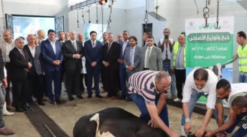 محافظ بني سويف يشارك في مراسم ذبح الأضاحي في مجزر اهناسيا بإجمالي 205 رأس