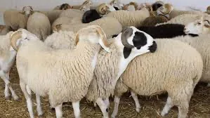 في اليوم الأول من عيد الأضحى: شروط الأضحية السليمة والعيوب التي تفسدها في اليوم الأول من عيد الأضحى: شروط الأضحية السليمة والعيوب التي تفسدها