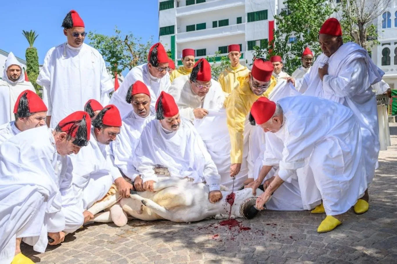 إلغاء تقليد ذبح الأضاحي في المغرب للمرة الأولى.. اكتشف السبب إلغاء تقليد ذبح الأضاحي في المغرب للمرة الأولى.. اكتشف السبب
