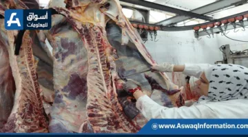 في أول أيام العيد.. المسالخ الحكومية تستقبل أكثر من 9800 أضحية للتضحية مجانا