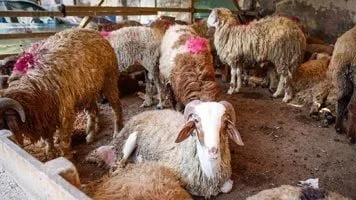 عيد الأضحى في الشوارع: عقوبات الحبس والغرامة لمخالفة إشغال الطرق بالمواشي