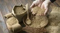 عاجل | مصر تتصدر.. 3 دول عربية تتربع على قائمة مستوردي القمح الروسي في إفريقيا