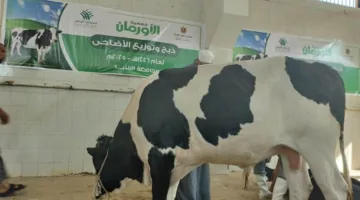 أول يوم في عيد الأضحى: انطلاق عملية ذبح 42 أضحية في المنيا
