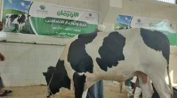بداية عيد الأضحى: انطلاق الذبح لـ 42 رأس ماشية في المنيا