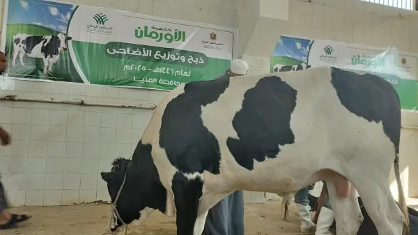بداية عيد الأضحى: انطلاق الذبح لـ 42 رأس ماشية في المنيا بداية عيد الأضحى: انطلاق الذبح لـ 42 رأس ماشية في المنيا