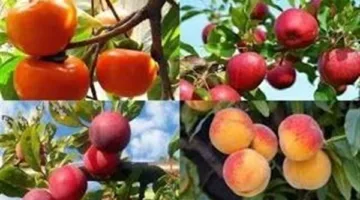 استقرار أسعار الفاكهة في أسواق محافظة الإسكندرية