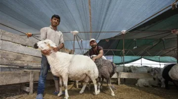 إصابة أكثر من 14 ألف فرد أثناء ذبح الأضاحي في عيد الأضحى بتركيا