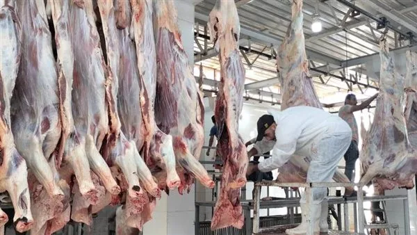 المجازر الحكومية في أسوان تستمر في تقديم خدمات الكشف والذبح للأضاحي مجاناً.