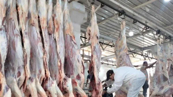 مجازر أسوان الحكومية: تقديم خدمات ذبح الأضاحي مجانًا وفرض غرامات على المخالفين مجازر أسوان الحكومية: تقديم خدمات ذبح الأضاحي مجانًا وفرض غرامات على المخالفين