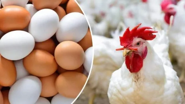 أسعار الدواجن والبيض اليوم، السبت 7 يونيو، في ثاني أيام العيد أسعار الدواجن والبيض اليوم، السبت 7 يونيو، في ثاني أيام العيد