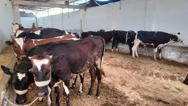 طوال أيام التشريق: وزير الزراعة يتابع مواقع بيع الأضاحي طوال أيام التشريق: وزير الزراعة يتابع مواقع بيع الأضاحي