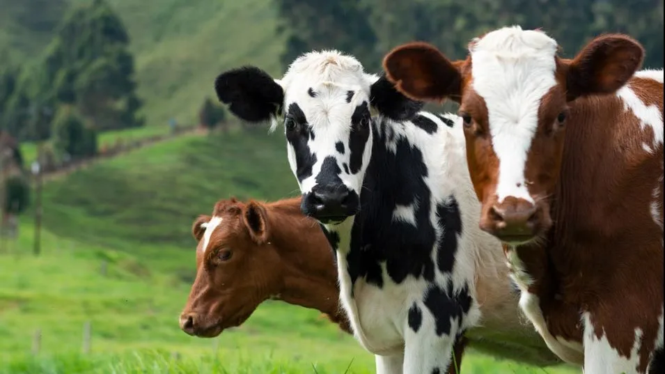 بأسلوب خمسة وخميسة.. ما هو حكم تلوين الجدران بدم الأضحية؟ بأسلوب خمسة وخميسة.. ما هو حكم تلوين الجدران بدم الأضحية؟