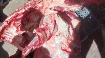 مراقبة لحوم مذبوحة خارج المسالخ وتسجيل 317 محضرًا تموينيًا في أسيوط