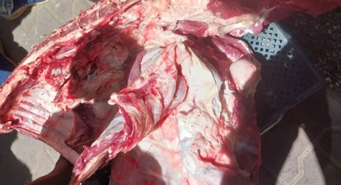 مراقبة لحوم مذبوحة خارج المسالخ وتسجيل 317 محضرًا تموينيًا في أسيوط مراقبة لحوم مذبوحة خارج المسالخ وتسجيل 317 محضرًا تموينيًا في أسيوط
