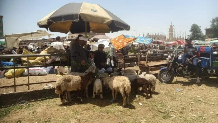 وزير الزراعة يراقب نشاط لجان التفتيش على مواقع بيع الأضاحي وزير الزراعة يراقب نشاط لجان التفتيش على مواقع بيع الأضاحي