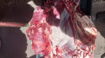 ضبط لحوم مذبوحة خارج المسالخ وتحرير 317 محضرًا في حملات تفتيشية بأسيوط