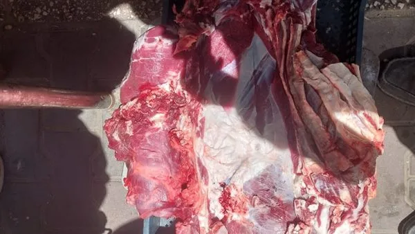 ضبط لحوم مذبوحة خارج المسالخ وتحرير 317 محضرًا في حملات تفتيشية بأسيوط ضبط لحوم مذبوحة خارج المسالخ وتحرير 317 محضرًا في حملات تفتيشية بأسيوط