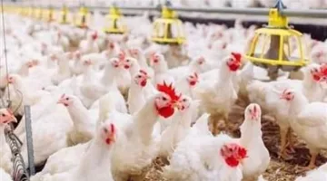 أسعار الدواجن خلال عطلة عيد الأضحى.. وارتفاع سعر الكتكوت إلى 14 جنيه