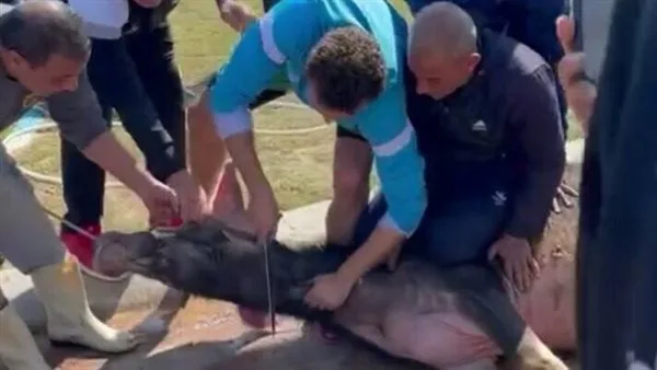 هل يمكن التقاط الصور مع الأضاحي قبل أو بعد الذبح، أو أثناء عملية الذبح؟ هل يمكن التقاط الصور مع الأضاحي قبل أو بعد الذبح، أو أثناء عملية الذبح؟