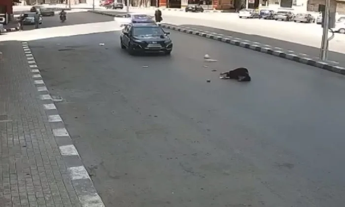 سيارة خاصة تصدم فتاة في طنطا والشرطة تبذل جهودًا مكثفة للقبض على السائق