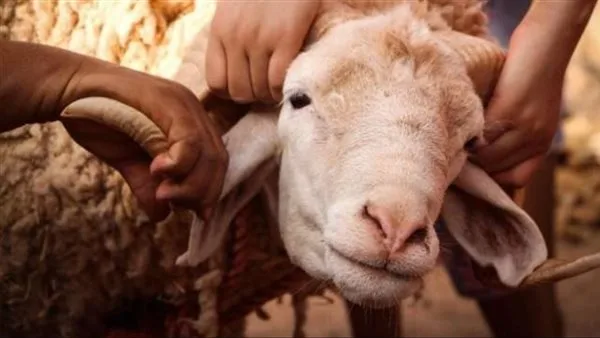 الجيزة: ذبح 2202 أضحية مجانًا في المسالخ.. ورصد مكثف لمكافحة الذبح غير المنظم الجيزة: ذبح 2202 أضحية مجانًا في المسالخ.. ورصد مكثف لمكافحة الذبح غير المنظم