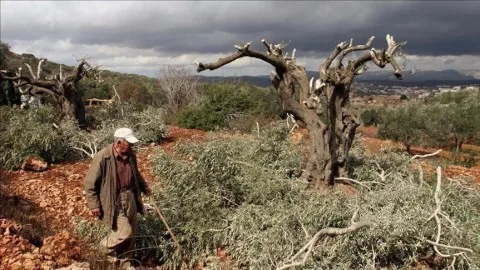 إسرائيل تعتقل 11 فلسطينياً في الضفة الغربية بينما يقوم المستوطنون بقطع 100 شجرة زيتون.
