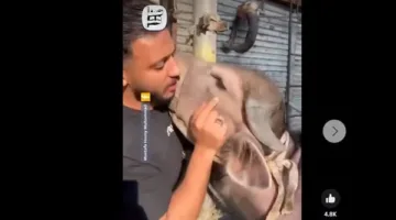 لحظة مؤثرة.. أضحية تثير مشاعر صاحبها فتمنعه من ذبحها في اللحظة الأخيرة (فيديو)