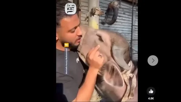 لحظة مؤثرة.. أضحية تثير مشاعر صاحبها فتمنعه من ذبحها في اللحظة الأخيرة (فيديو)