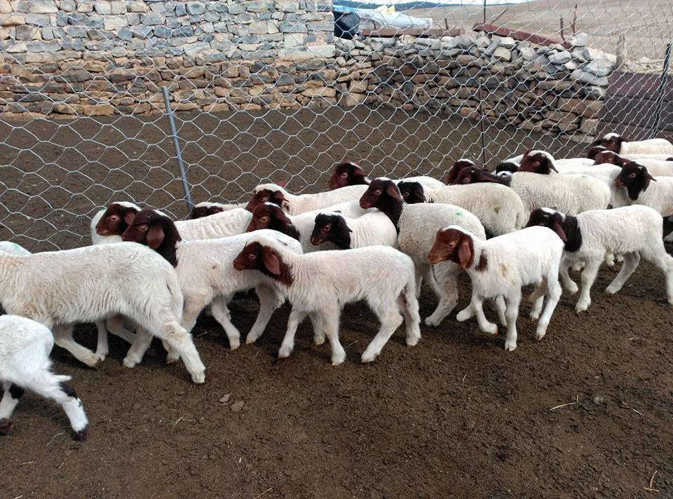 بعد دفع ثمن الأغنام.. تسجيل 12 محضراً ضد تاجر الماشية في نجع حمادي بعد دفع ثمن الأغنام.. تسجيل 12 محضراً ضد تاجر الماشية في نجع حمادي