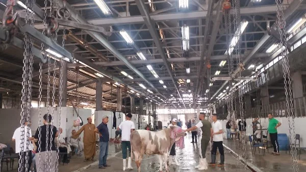 الزراعة: المجازر الحكومية سجلت استقبال أكثر من 20 ألف أضحية في اليومين الأولين من عيد الأضحى الزراعة: المجازر الحكومية سجلت استقبال أكثر من 20 ألف أضحية في اليومين الأولين من عيد الأضحى