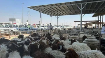 محرم المقبل: بيع الماشية بالوزن لمكافحة تلاعب الأسعار