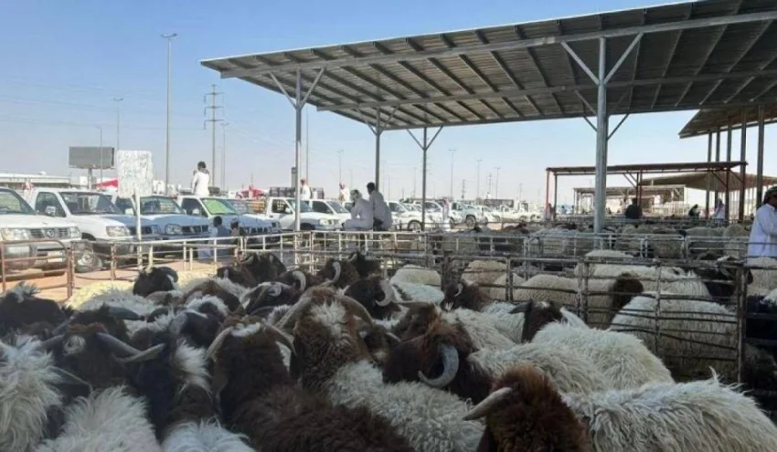 محرم المقبل: بيع الماشية بالوزن لمكافحة تلاعب الأسعار محرم المقبل: بيع الماشية بالوزن لمكافحة تلاعب الأسعار