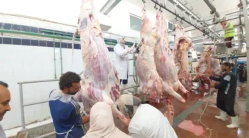 تنسيق عمليات المجازر في البحر الأحمر خلال اليوم الثاني لعيد الأضحى المبارك