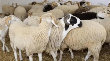 الزراعة: تسجيل أكثر من 20 ألف ذبيحة في اليومين الأولين من عيد الأضحى في المسالخ الحكومية