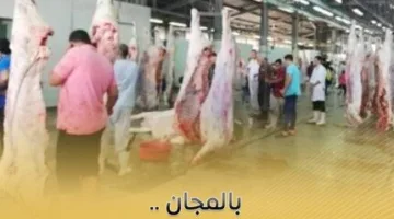 مجلس الوزراء: التأكيد على الرصد المستمر لعمليات ذبح الأضاحي في المجازر الحكومية