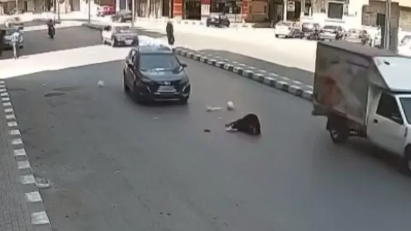استيقاف طالب يقود سيارة تسببت في وفاة سيدة نتيجة دهس في شارع النحاس بطنطا استيقاف طالب يقود سيارة تسببت في وفاة سيدة نتيجة دهس في شارع النحاس بطنطا